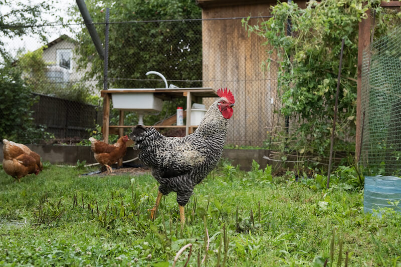 Kein Landleben in der Stadt: Hähne und Bienen als unzumutbare Beeinträchtigung