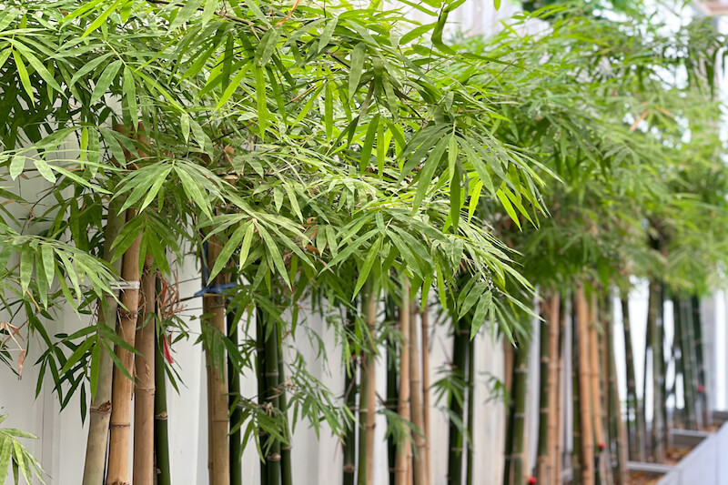 BGH zum Anspruch des Grundstücksnachbarn auf Rückschnitt einer Bambushecke