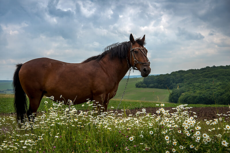 BVerwG zur Rechtmäßigkeit eines Alleinhaltungsverbots von Pferden